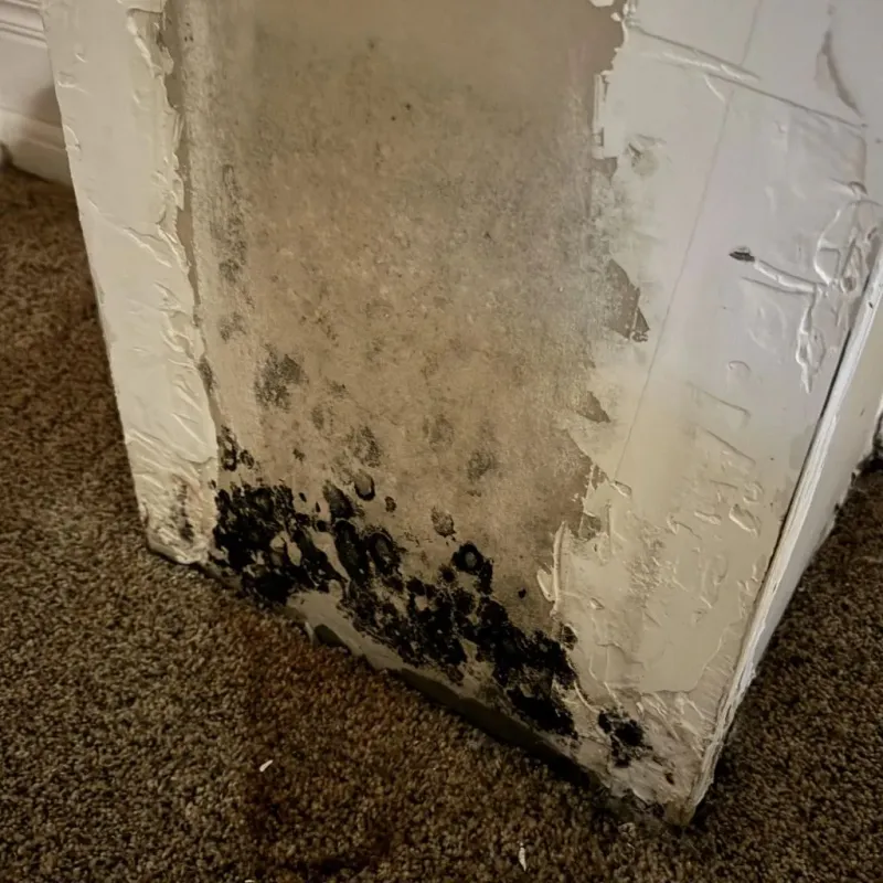 Professional Mold Removal in Baden, PA